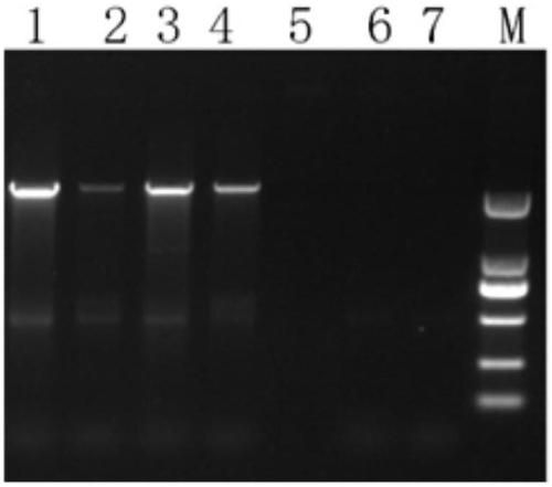 Method for constructing high temperature stress-resistant recombinant Mycobacterium smegmatis