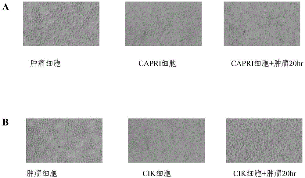 CAPRI cell and preparation method thereof