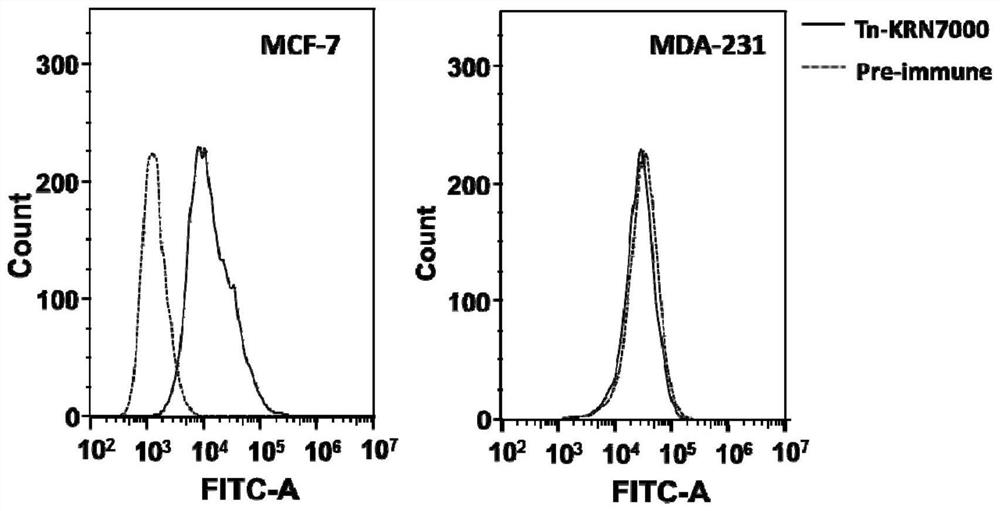 Conjugate containing alpha-galactosylceramide analogue and carbohydrate antigen as well as preparation method and application of conjugate