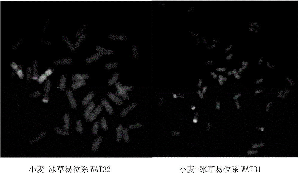 P genome specific Gypsy retrotransposon and application thereof