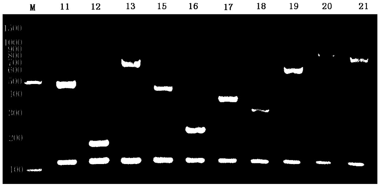 Primer combinations and detection kits for identifying 33 serotypes of Streptococcus suis