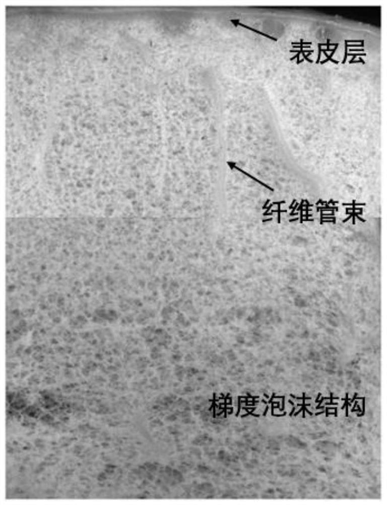 A composite foaming material with imitation pomelo peel structure and its preparation method