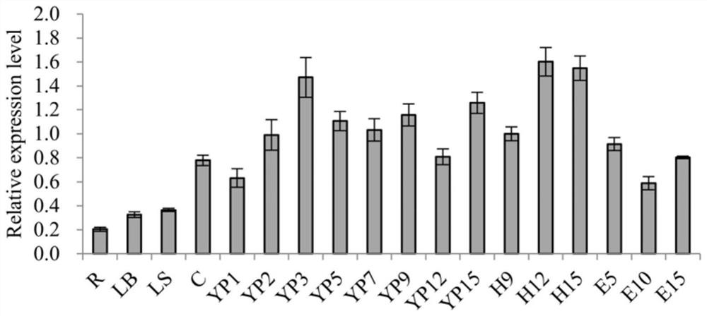 Protein GSW8 for regulating and controlling grain shape and thousand grain weight of rice, and coding gene and application of protein GSW8