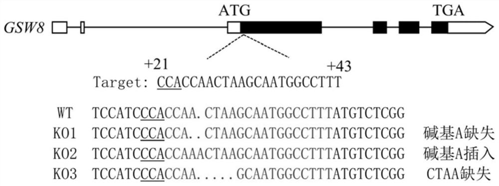 Protein GSW8 for regulating and controlling grain shape and thousand grain weight of rice, and coding gene and application of protein GSW8