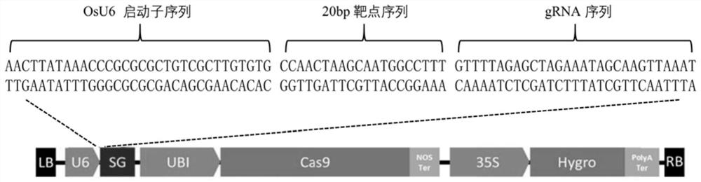 Protein GSW8 for regulating and controlling grain shape and thousand grain weight of rice, and coding gene and application of protein GSW8