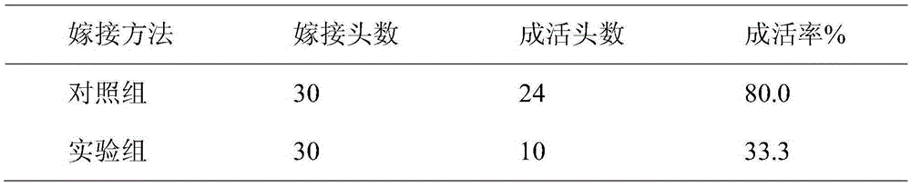 Grafting method for phyllanthus emblica