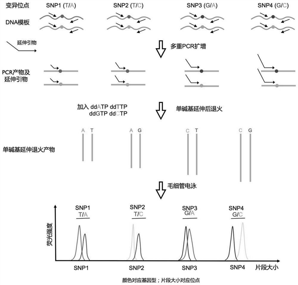 Gene mutation detection kit and application thereof