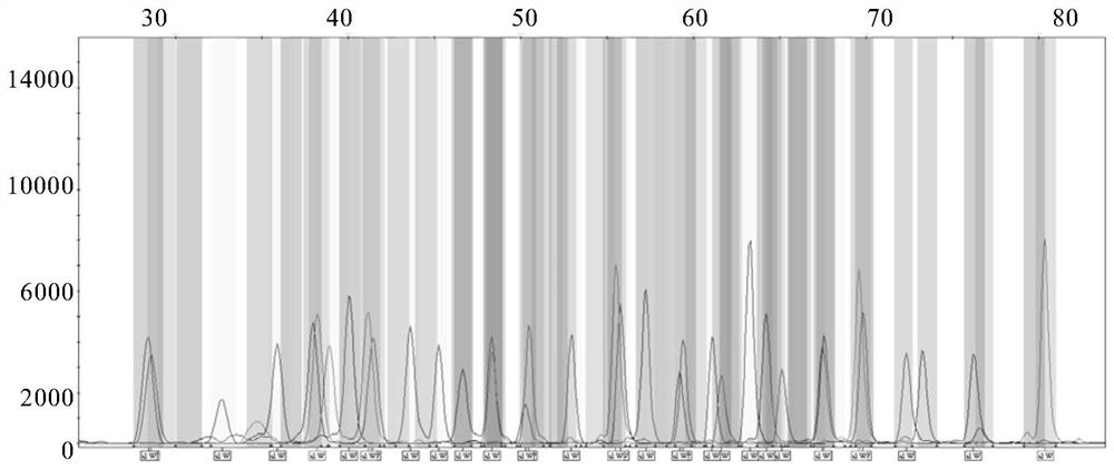 Gene mutation detection kit and application thereof