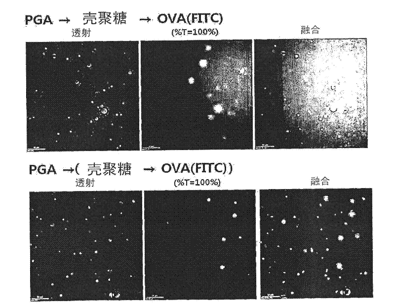 Adjuvant composition comprising (poly-gamma-glutamate)-chitosan nanoparticles