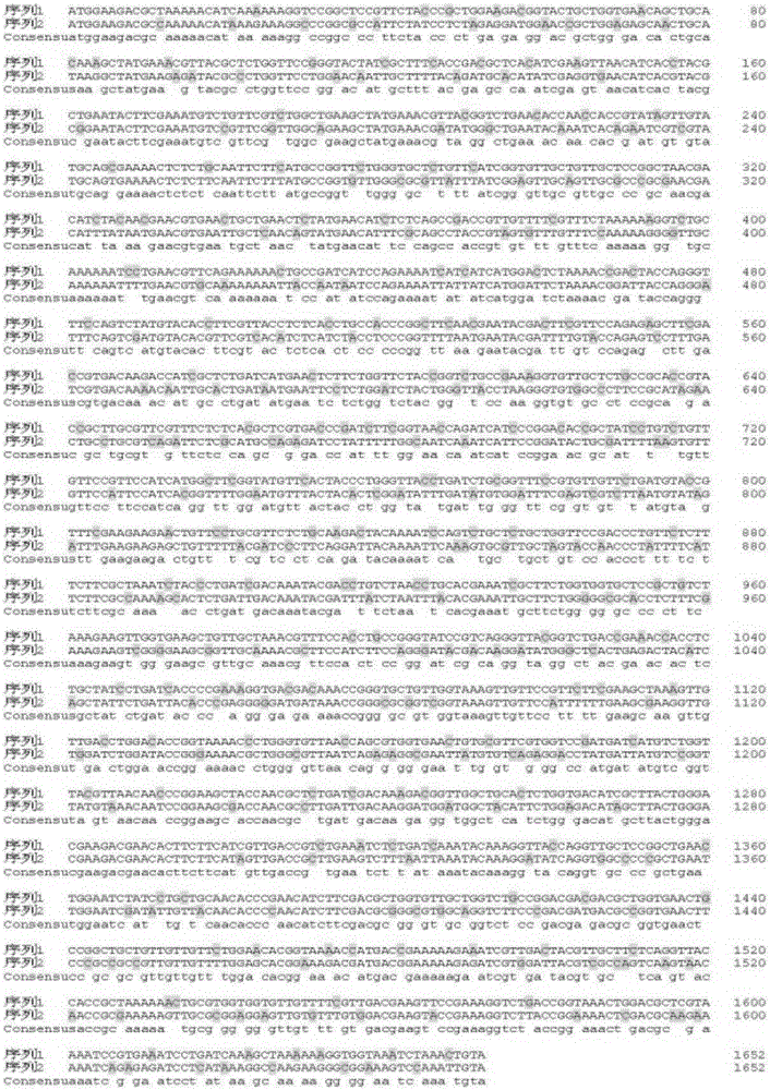 Encoding gene of firefly luciferase and preparation method of firefly luciferase