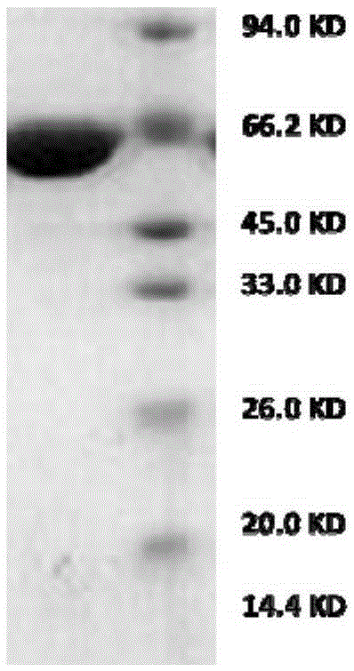 Encoding gene of firefly luciferase and preparation method of firefly luciferase