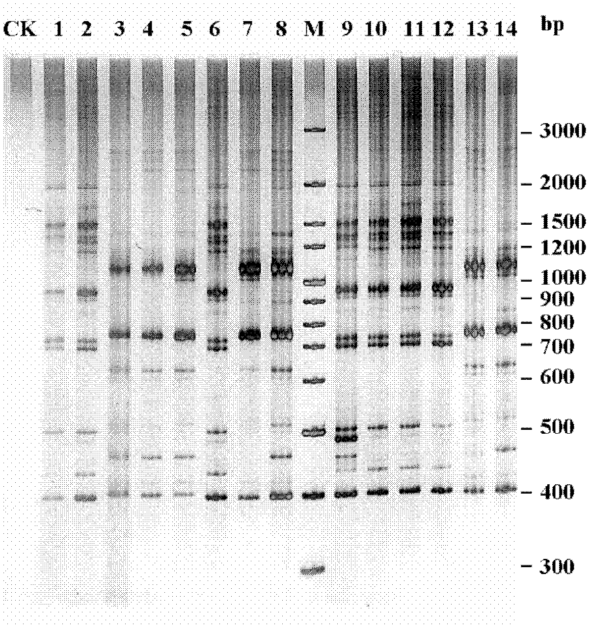 Selection method for massively produced and used spirulina strains