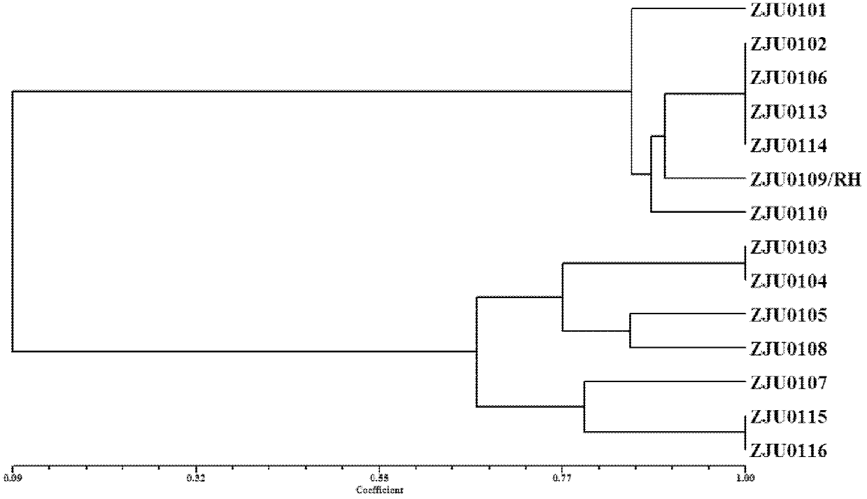 Selection method for massively produced and used spirulina strains