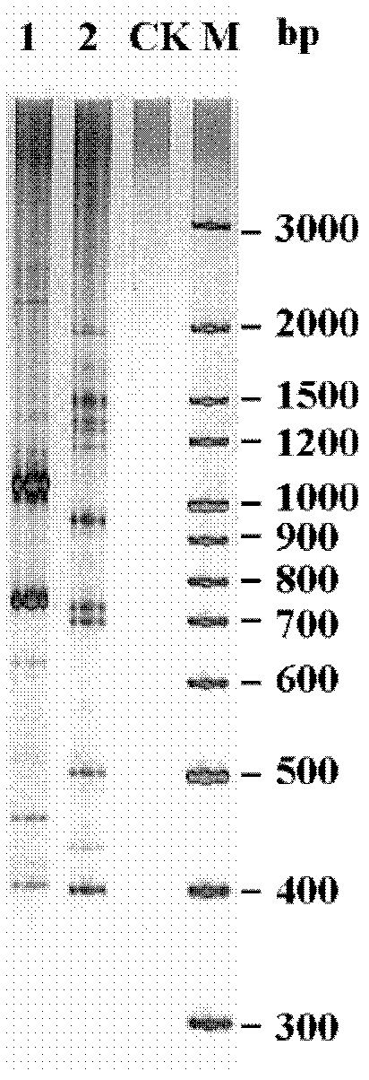 Selection method for massively produced and used spirulina strains