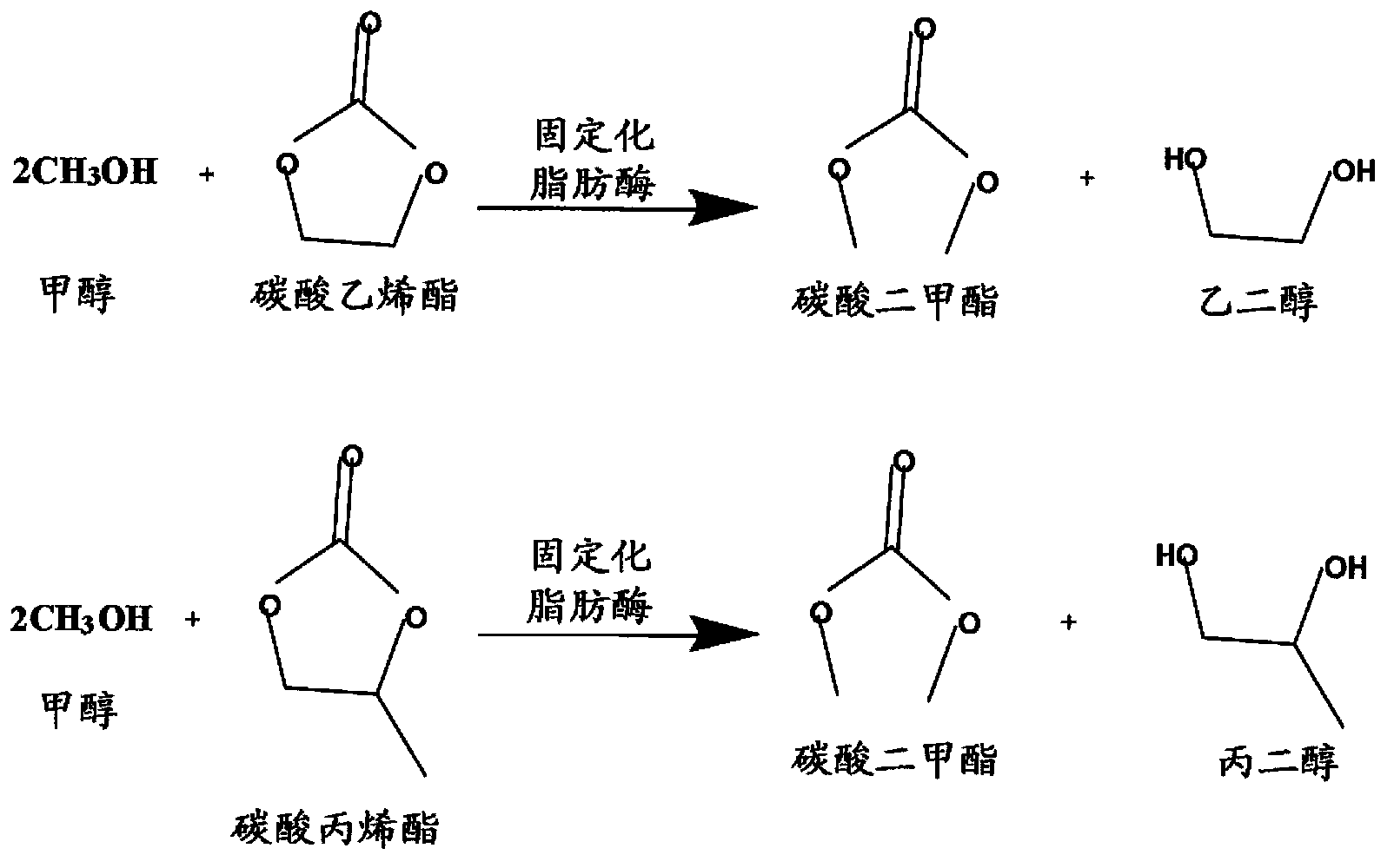 Method for preparing dimethyl carbonate by taking immobilized lipase as catalyst