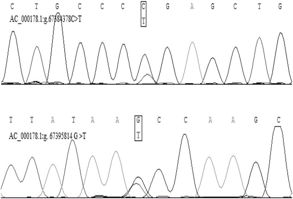 Method for detecting MEG3 gene SNP related to cattle growth traits and application thereof