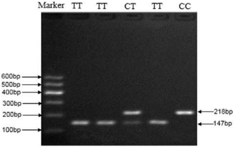 Method for detecting MEG3 gene SNP related to cattle growth traits and application thereof