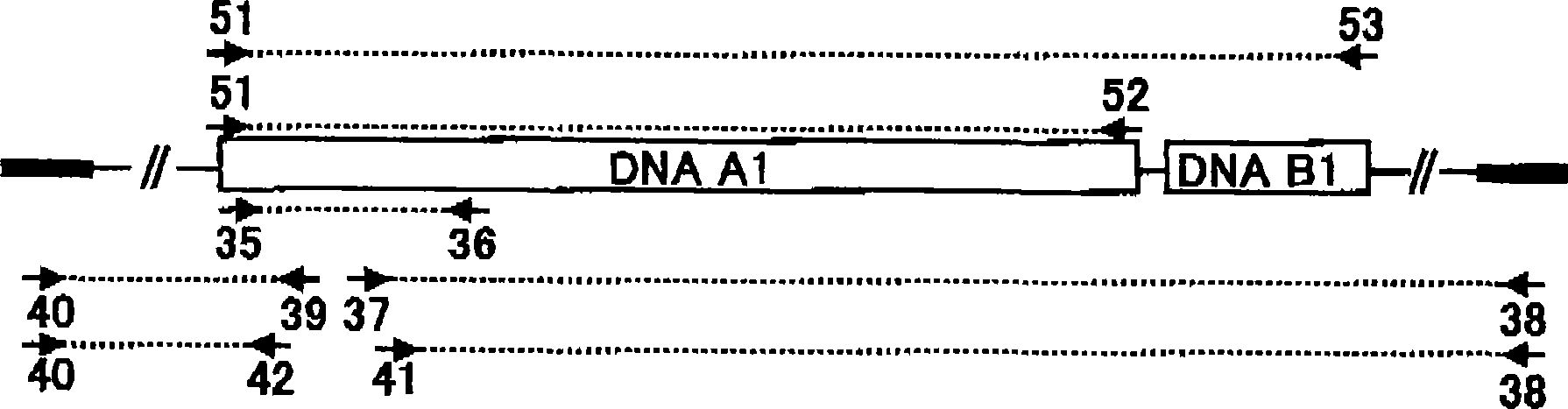 Metabolic protein for weed-control agent, its gene, and its use