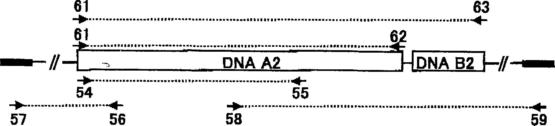 Metabolic protein for weed-control agent, its gene, and its use