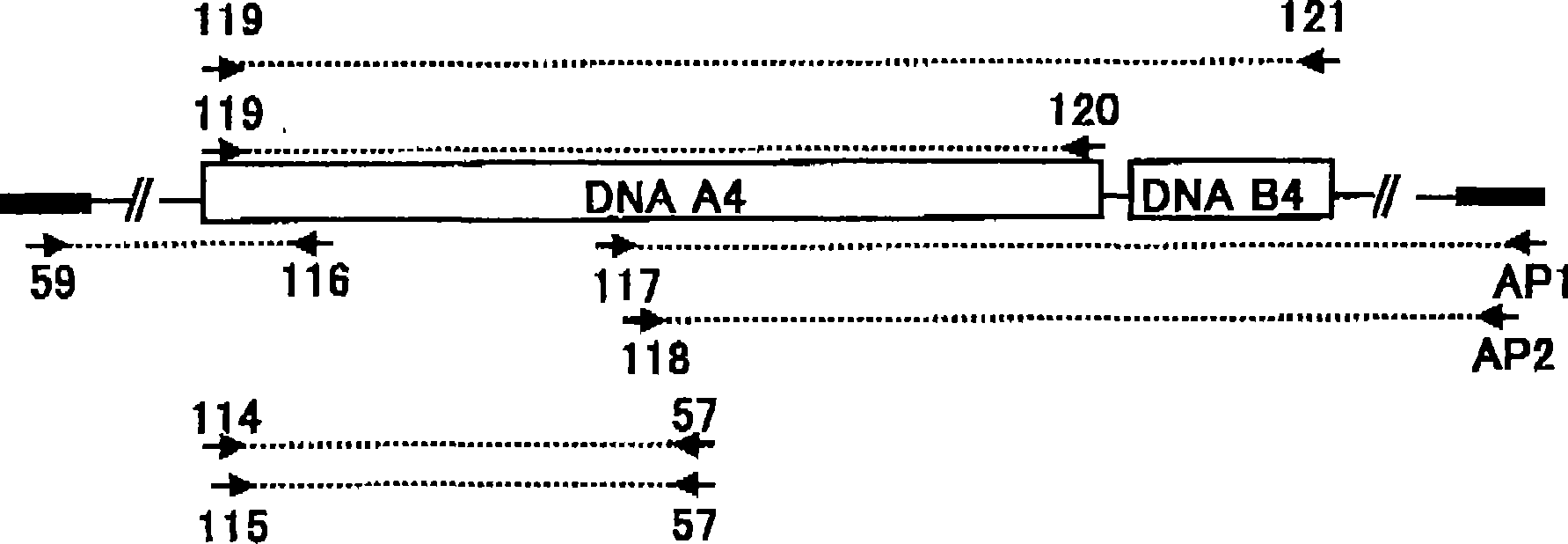 Metabolic protein for weed-control agent, its gene, and its use