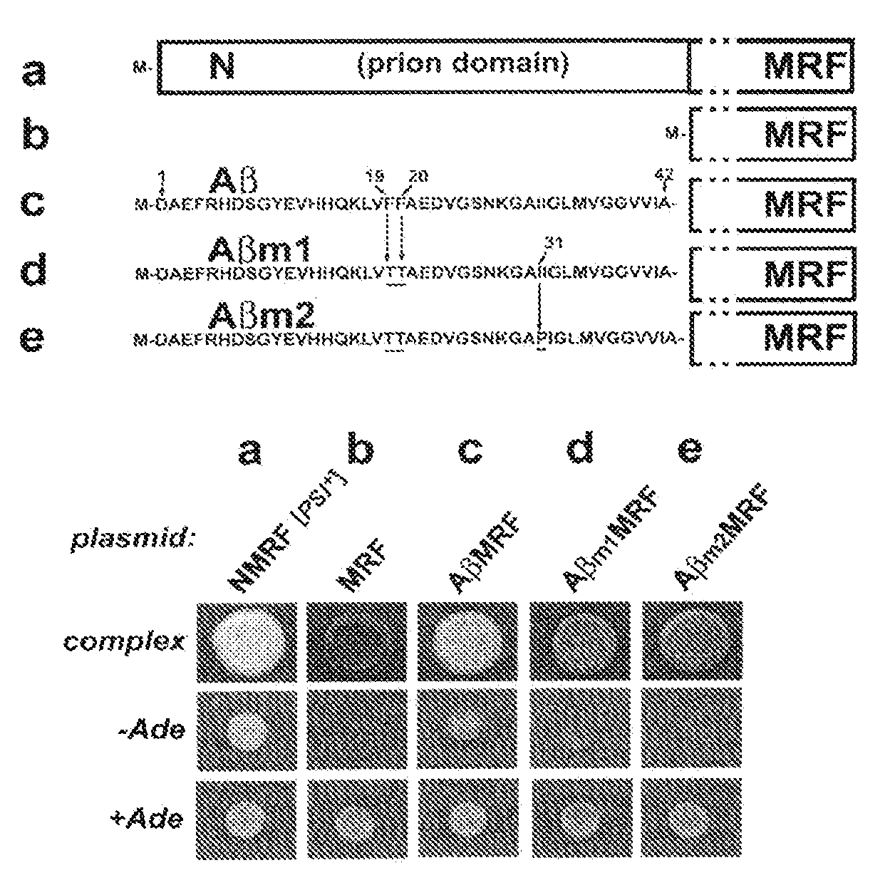 Yeast Reporter System