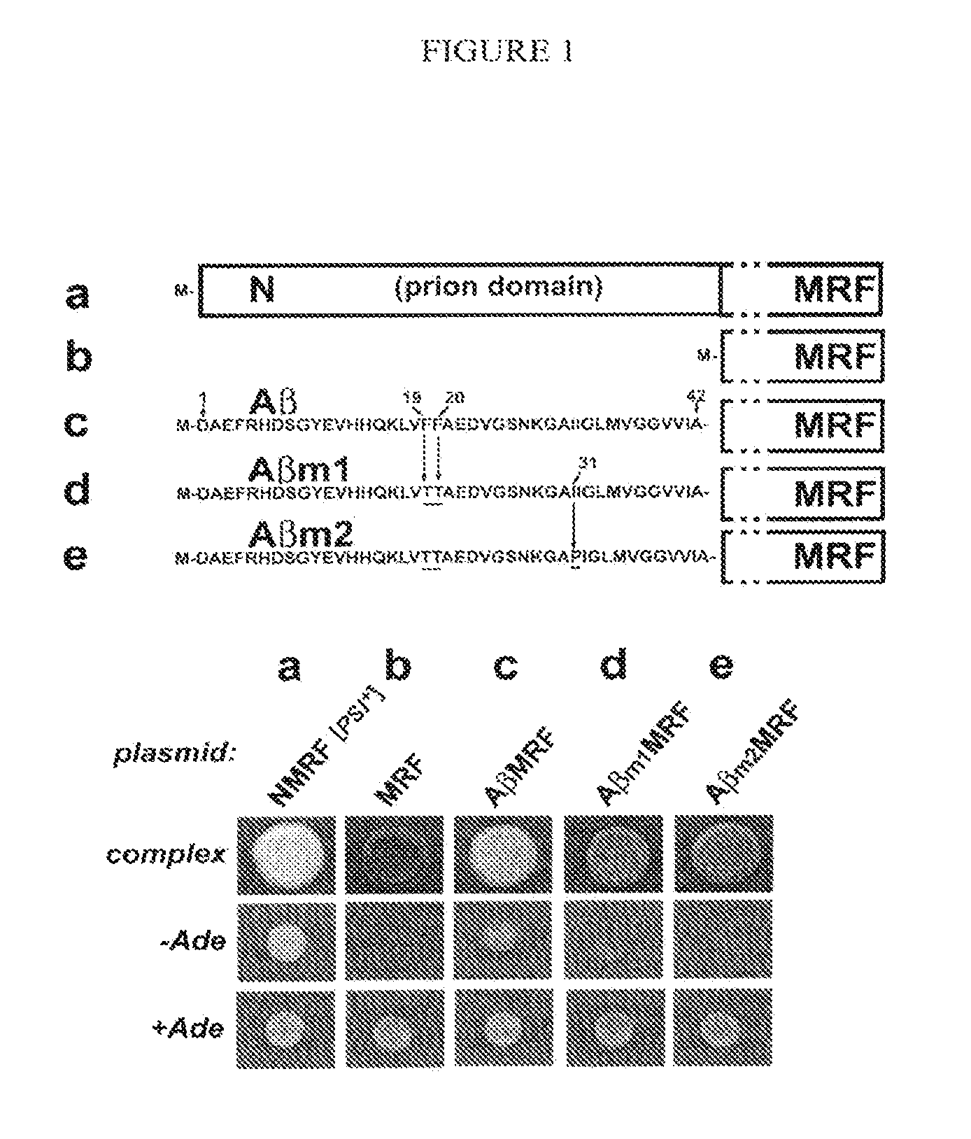 Yeast Reporter System