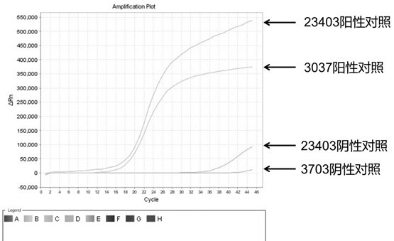 Reagent and detection method for detecting D614G mutant of SARS-COV-2 virus