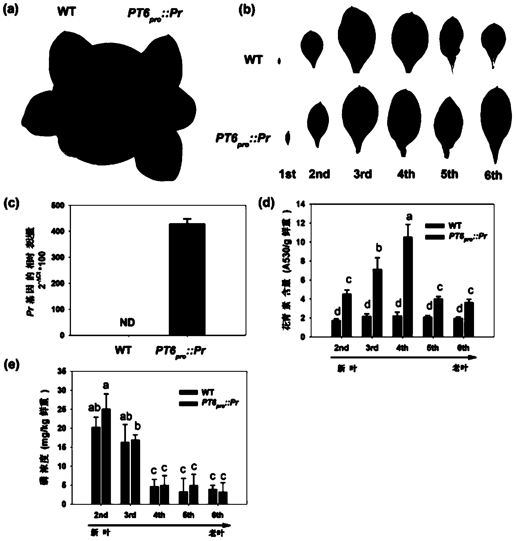 Rapid plant phosphorus nutrition diagnosis and visual dynamic monitoring method and application of recombinant expression vector