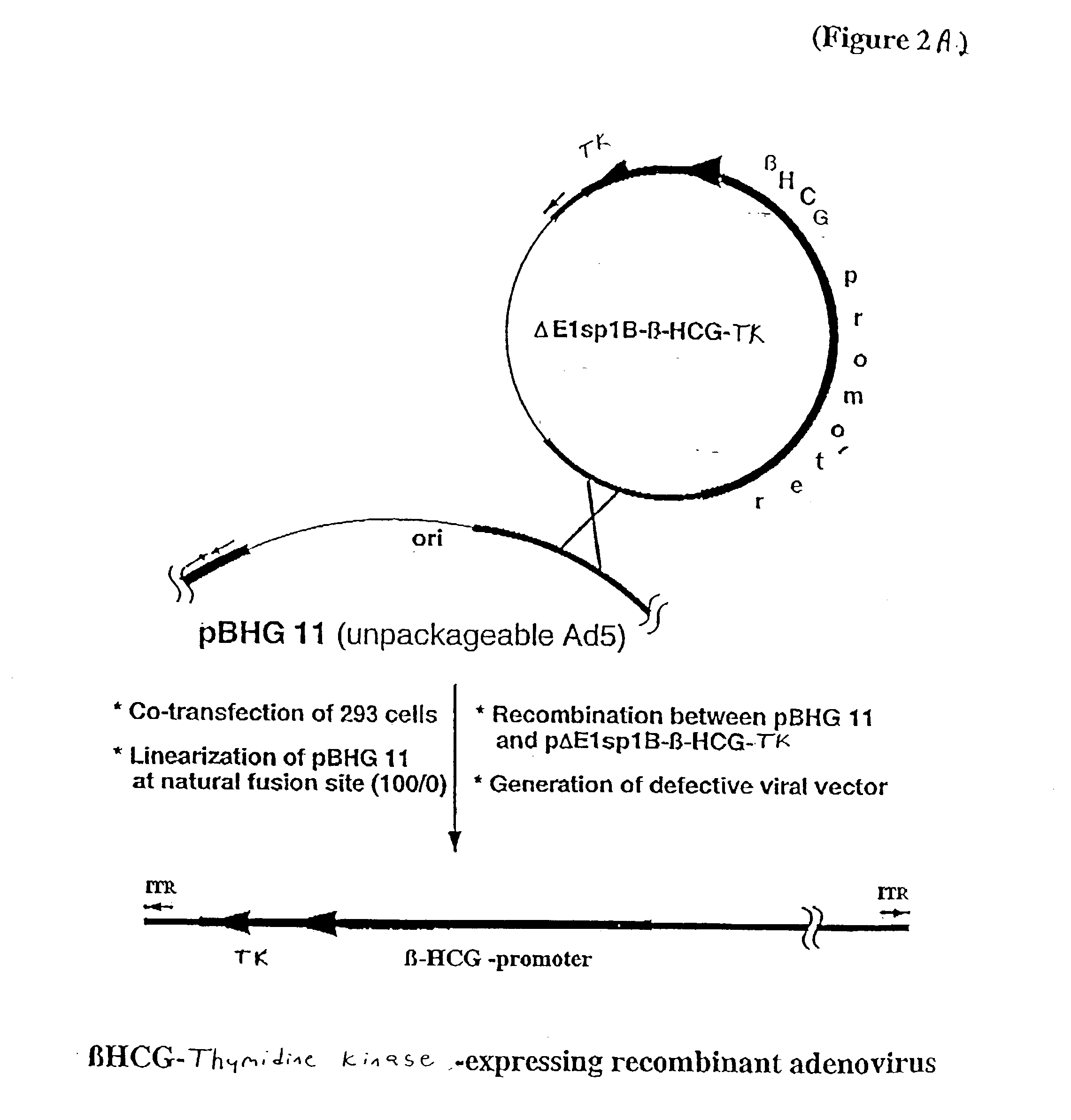 Beta-hcg promoter based tumor restrictive gene expression for cancer theraphy