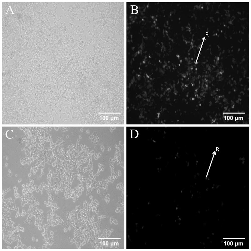 Vector system for inducing apoptosis