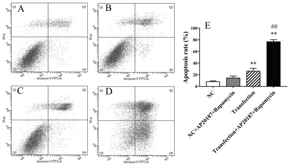 Vector system for inducing apoptosis