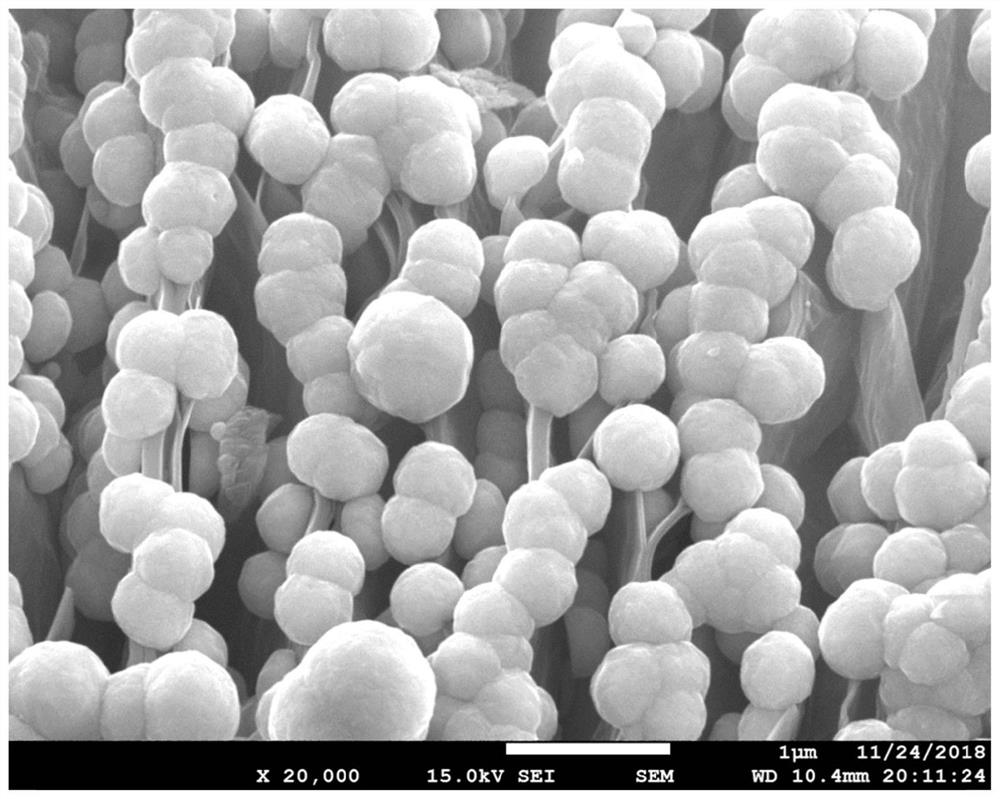 MXene/Ni composite material as well as preparation method and application thereof