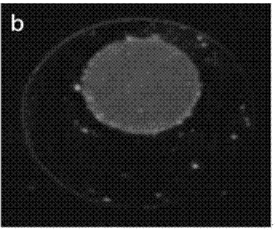 Thermo-sensitive fluorescent carbon nano composite material and preparation method thereof