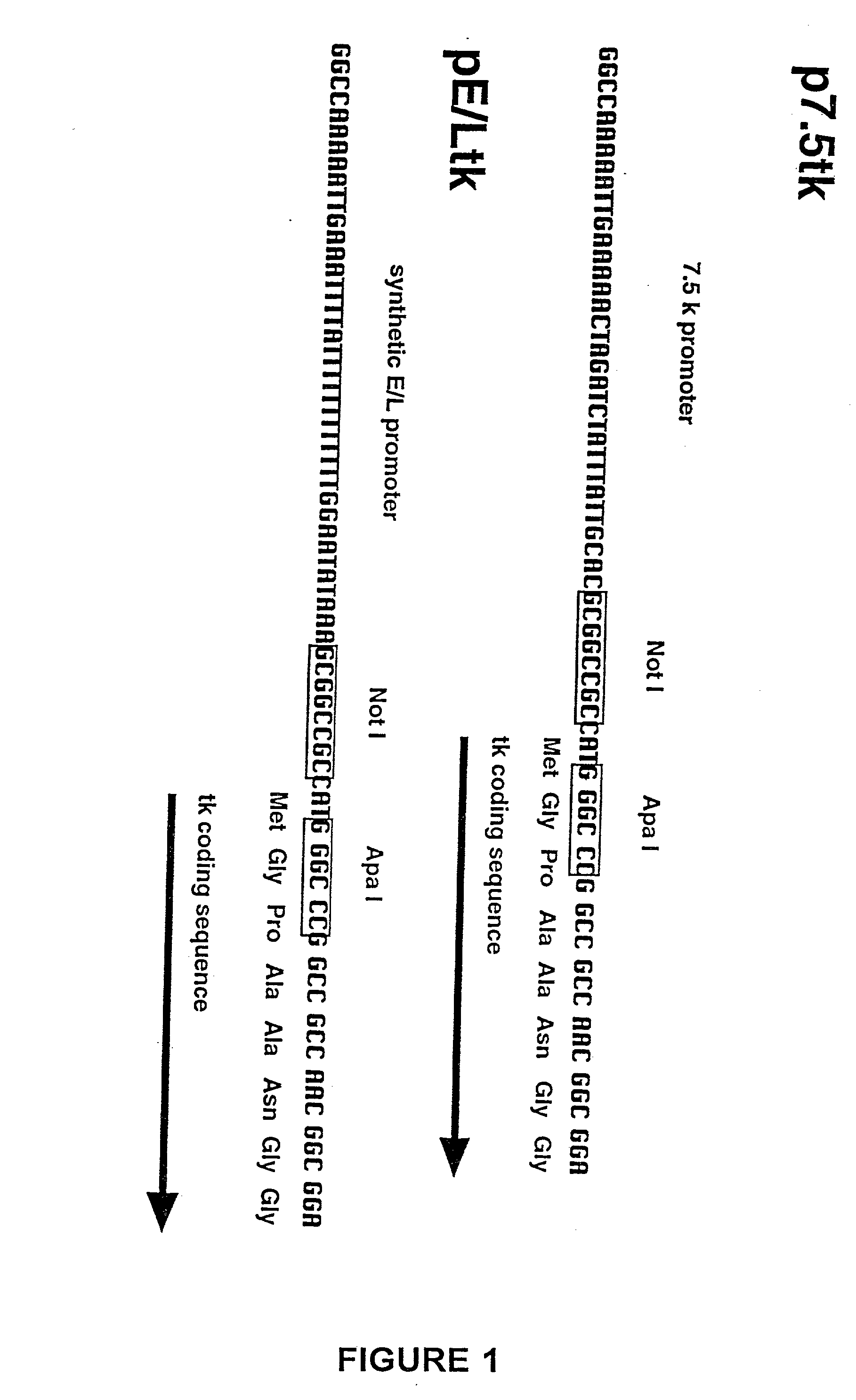 T cells specific for target antigens and methods and vaccines based thereon