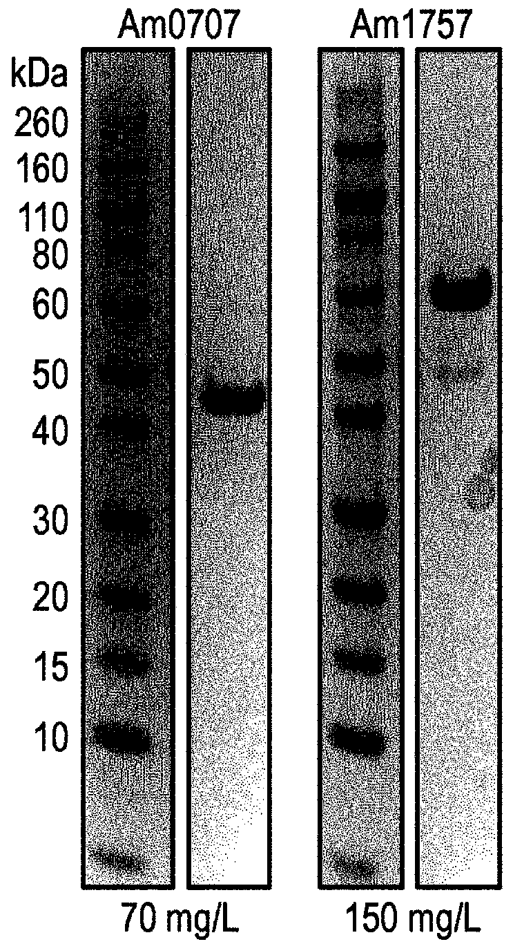 Enzymes for glycan analysis