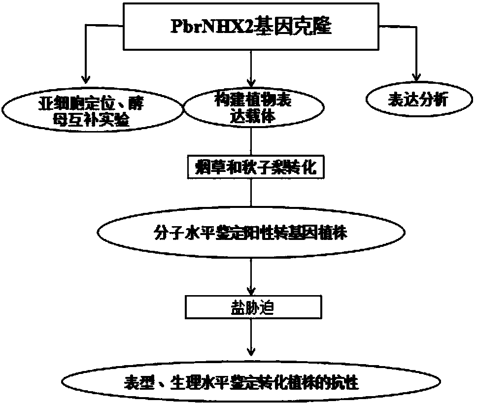 Sodium and hydrogen reverse transport protein PbrNHX2 in birch-leaf pears and application thereof in enhancement of salt resistance of plants