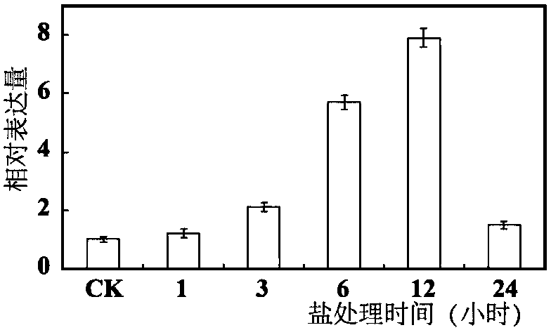 Sodium and hydrogen reverse transport protein PbrNHX2 in birch-leaf pears and application thereof in enhancement of salt resistance of plants