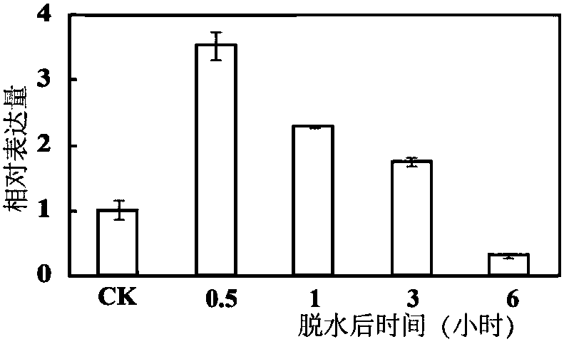 Sodium and hydrogen reverse transport protein PbrNHX2 in birch-leaf pears and application thereof in enhancement of salt resistance of plants