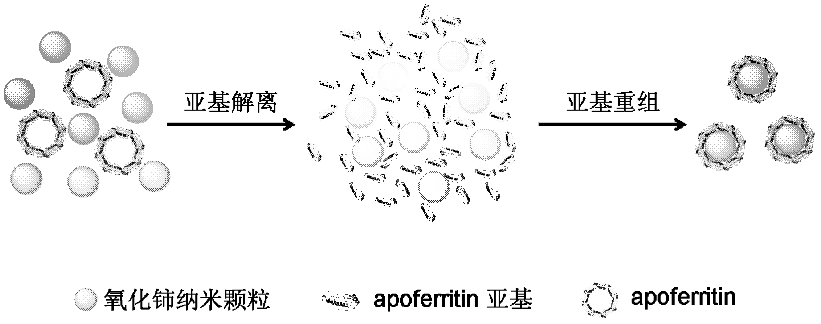 A preparation method of cerium oxide nanoparticles and its anti-oxidation application