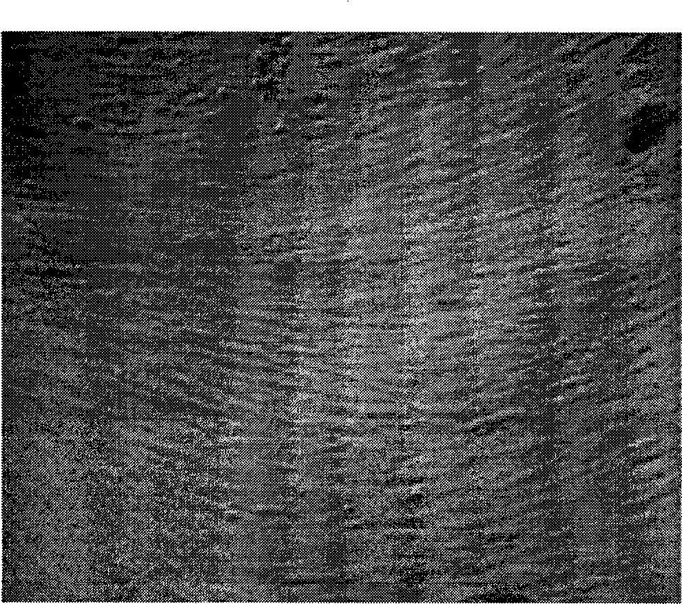 Method for separating and purifying mesenchymal stem cells originated from formation tissue