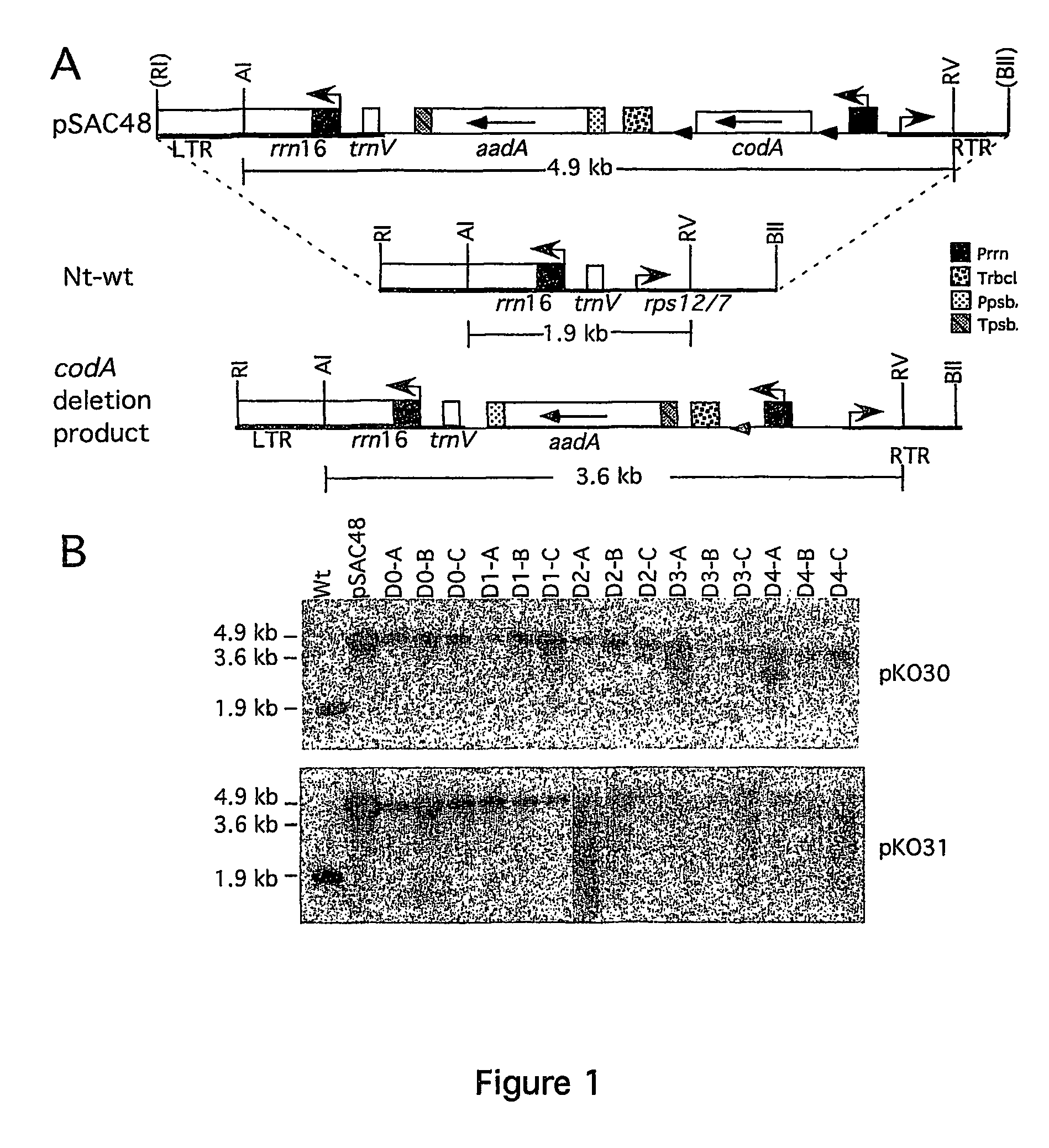 Removal of plastid sequences by transiently expressed site-specific recombinases