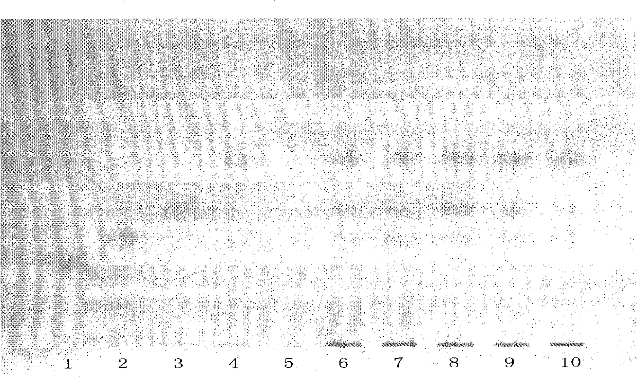 Method for detecting compound salvia miltiorrhiza tablet