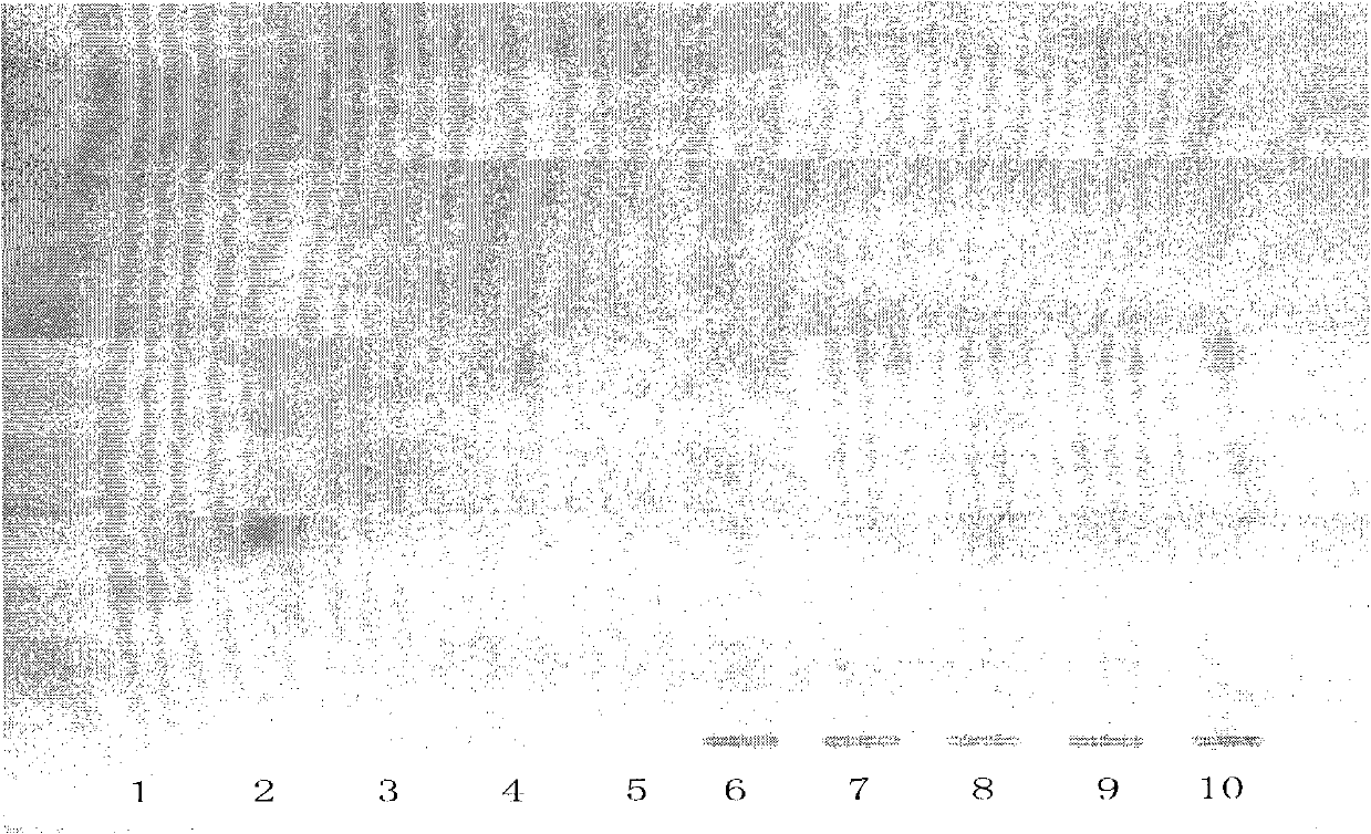 Method for detecting compound salvia miltiorrhiza tablet