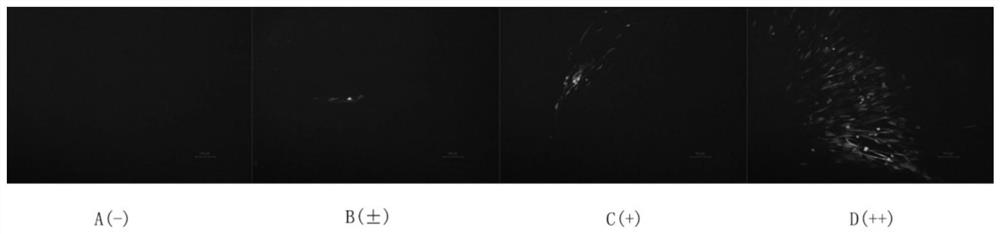 Duck alpha interferon and its mutant, preparation method and application