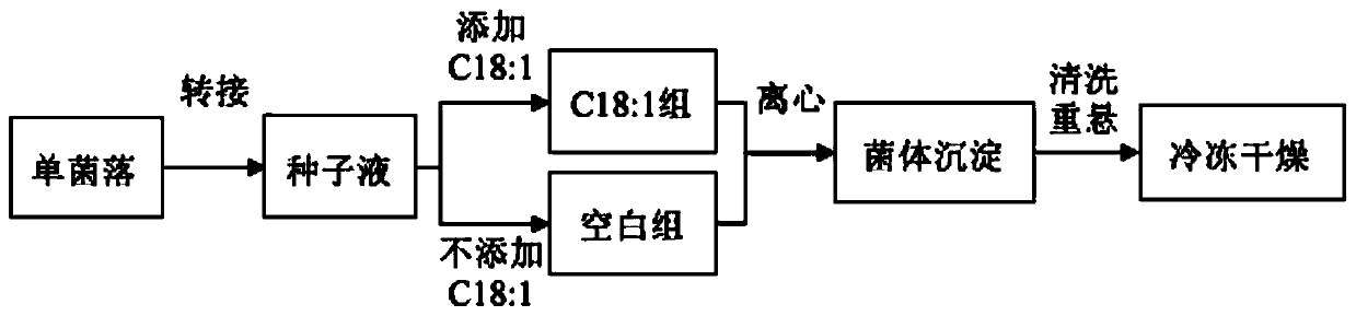 Freeze drying method for improving survival rate of lactobacillus plantarum