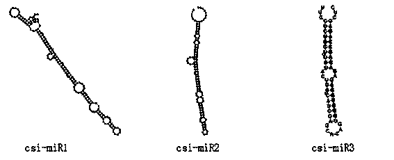 Three microRNAs (ribose nucleic acids) from tea tree and application thereof