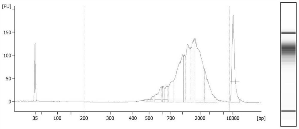 Construction method of single-cell or trace sample full-length transcriptome library for nanopore sequencing