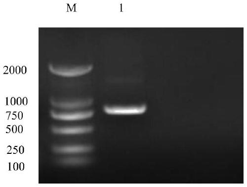 BHK cell line stably expressing hamster TIGAR gene, and construction method and application thereof