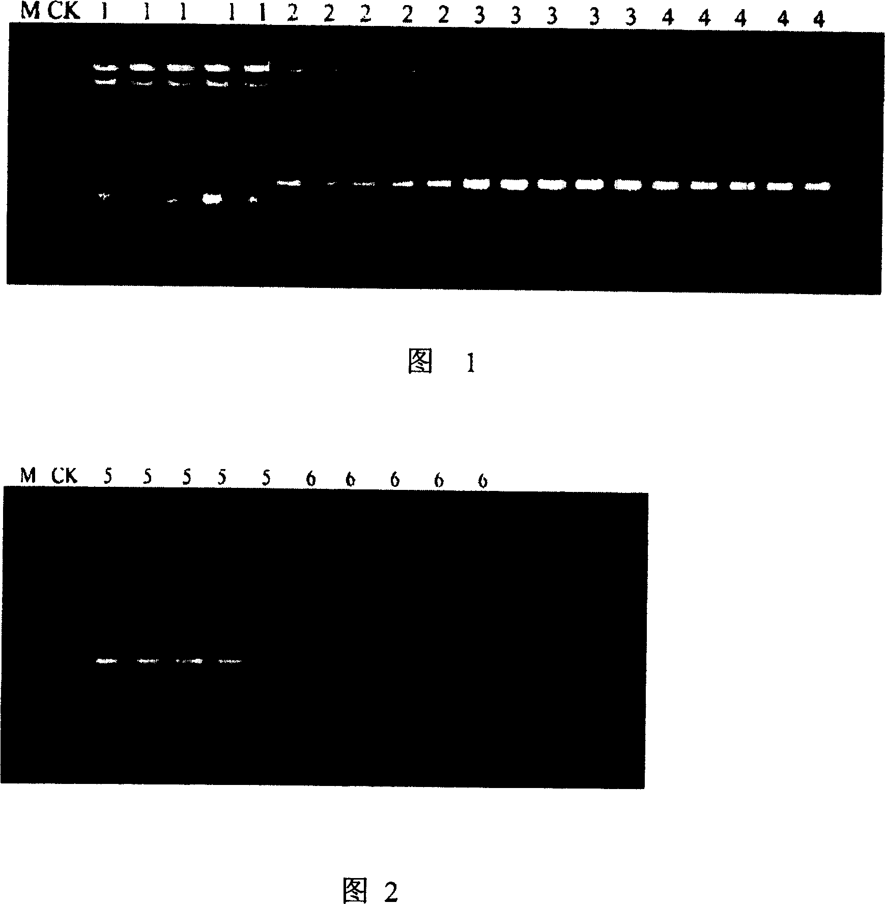 Quick-speed PCR quantitative determination method of sulfate-reducing bacteria direct dilution by multiple proportions