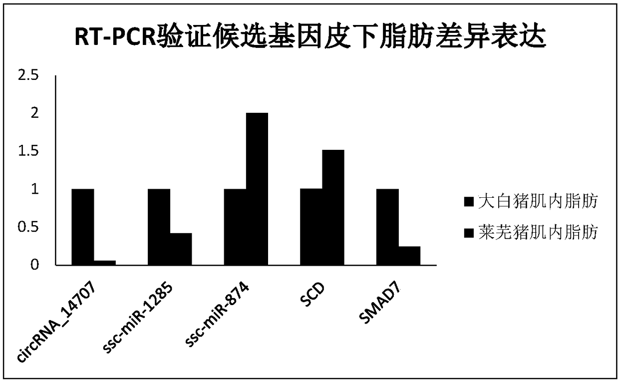 CircRNA_14707 and application thereof in molecular assistant breeding